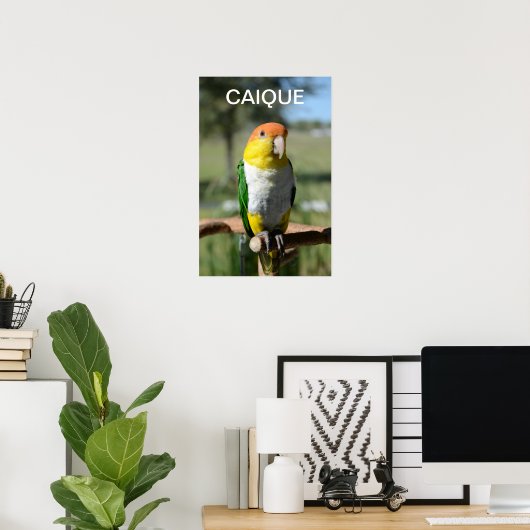 White Bellied Caique Parrot Poster (Thuiskantoor)