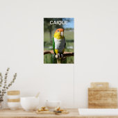 White Bellied Caique Parrot Poster (Keuken)