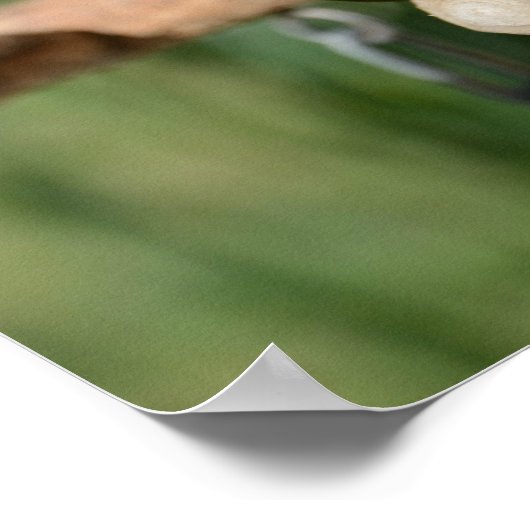 White Bellied Caique Parrot Poster (Hoek)