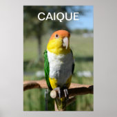 White Bellied Caique Parrot Poster (Voorkant)