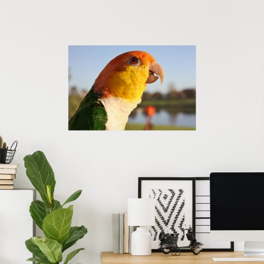 White Bellied Caique Parrot Singing Poster (Thuiskantoor)