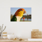 White Bellied Caique Parrot Singing Poster (Keuken)