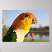 White Bellied Caique Parrot Singing Poster (Voorkant)