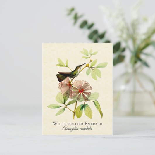 White Bellied Emerald Hummingbird Art Briefkaart (Staand voorkant)