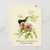 White Bellied Emerald Hummingbird Art Briefkaart (Voorkant / Achterkant)