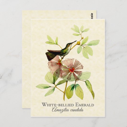 White Bellied Emerald Hummingbird  Art Briefkaart (Voorkant / Achterkant)