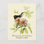 White Bellied Emerald Hummingbird Art Briefkaart (Voorkant)