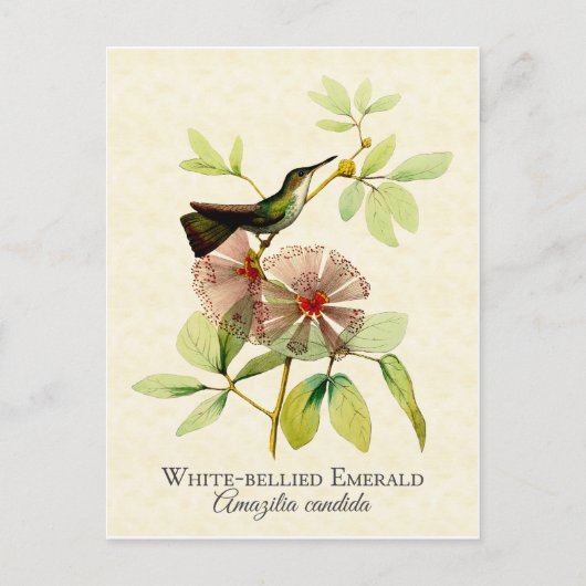 White Bellied Emerald Hummingbird Art Briefkaart (Voorkant)