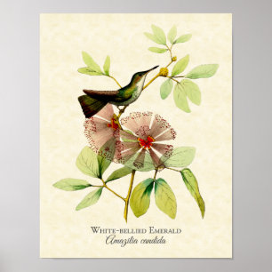 White Bellied Emerald Hummingbird Art print