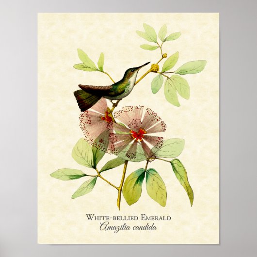 White Bellied Emerald Hummingbird Art print (Voorkant)