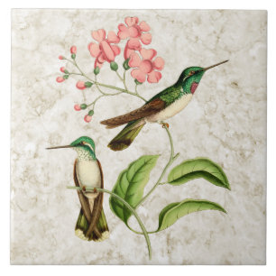 White Bellied Hummingbird Natuur Art Tegeltje