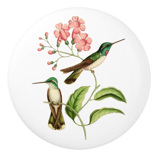 White Bellied Mountain Gem Hummingbird Keramische Knop (Voorkant)