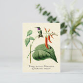 White Bellied Woodstar Hummingbird  Art Briefkaart (Staand voorkant)