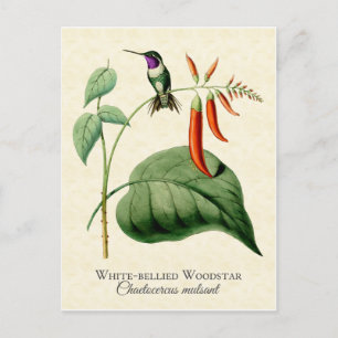 White Bellied Woodstar Hummingbird Art Briefkaart