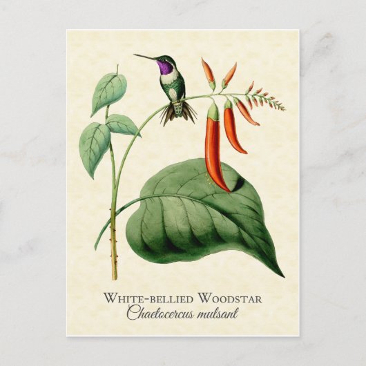 White Bellied Woodstar Hummingbird  Art Briefkaart (Voorkant)