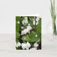 White Bells Shadow Fairies