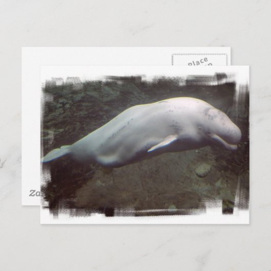 White Beluga Whale Briefkaart (Voorkant / Achterkant)