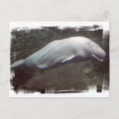 White Beluga Whale Briefkaart (Voorkant)