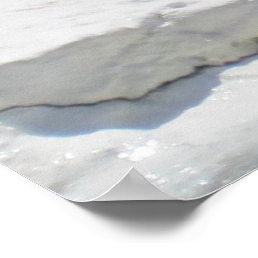 White Beluga Whale Poster (Hoek)