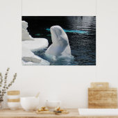 White Beluga Whale Poster (Keuken)