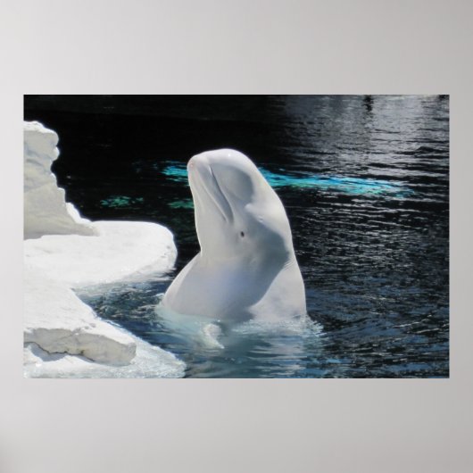 White Beluga Whale Poster (Voorkant)