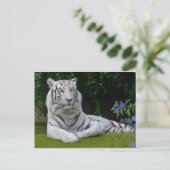 White Bengal Beauful Tiger Cat Resting Briefkaart (Staand voorkant)