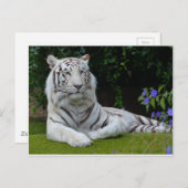White Bengal Beauful Tiger Cat Resting Briefkaart (Voorkant / Achterkant)