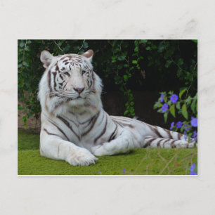 White Bengal Beauful Tiger Cat Resting Briefkaart