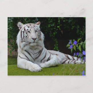 White Bengal Beauful Tiger Cat Resting Briefkaart