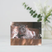 White Bengal Tiger, Briefkaart Trinidad (Staand voorkant)