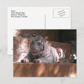 White Bengal Tiger, Briefkaart Trinidad (Voorkant / Achterkant)
