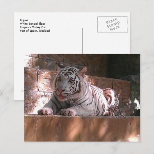 White Bengal Tiger, Briefkaart Trinidad (Voorkant / Achterkant)