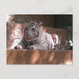 White Bengal Tiger, Briefkaart Trinidad