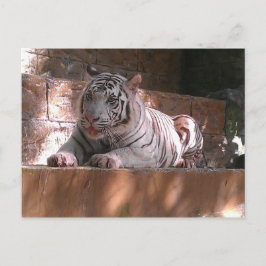 White Bengal Tiger, Briefkaart Trinidad