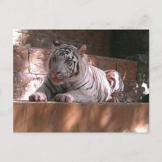 White Bengal Tiger, Briefkaart Trinidad (Voorkant)