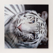 White Bengal Tiger Face Photo Afbeelding Legpuzzel (Horizontaal)