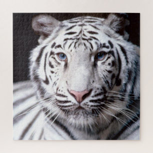 White Bengal Tiger Face Photo Afbeelding Legpuzzel