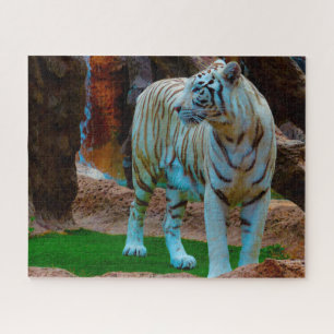 White Bengal Tiger. Grote katten. Legpuzzel