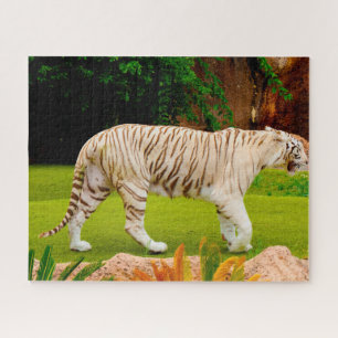 White Bengal Tiger. Grote katten. Legpuzzel