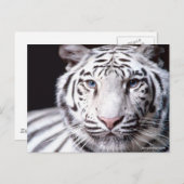 White Bengal Tiger Photography Briefkaart (Voorkant / Achterkant)