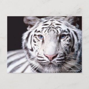 White Bengal Tiger Photography Briefkaart