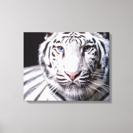 White Bengal Tiger Photography Canvas Afdruk (Voorkant)