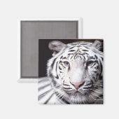 White Bengal Tiger Photography Magneet (Voorkant / Achterkant)