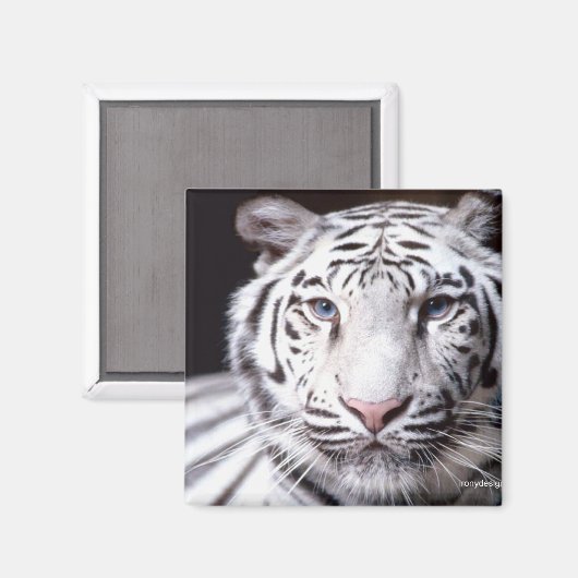 White Bengal Tiger Photography Magneet (Voorkant / Achterkant)