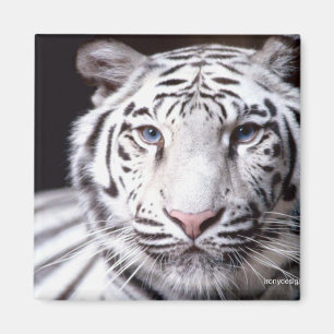 White Bengal Tiger Photography Magneet