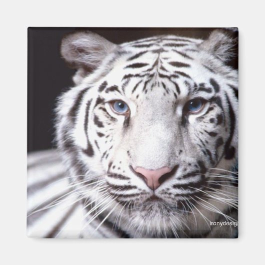 White Bengal Tiger Photography Magneet (Voorkant)