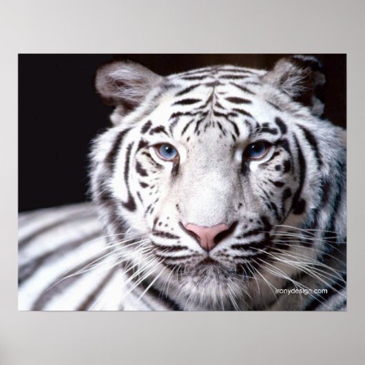 White Bengal Tiger Photography Poster (Voorkant)