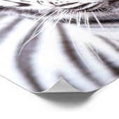 White Bengal Tiger Photography Poster (Hoek)