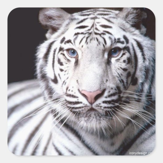 White Bengal Tiger Photography Vierkante Sticker (Voorkant)