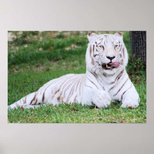 White Bengal Tiger Poster (Voorkant)